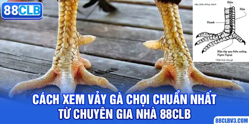 Cách Xem Vảy Gà Chọi Chuẩn Nhất Từ Chuyên Gia Nhà 88CLB cách xem vảy gà chọi