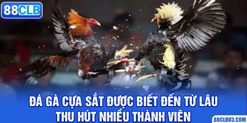 Đá Gà Cựa Sắt 88CLB - Hình Thức Giải Trí Thu Hút Nhiều Thành Viên đá gà cựa sắt