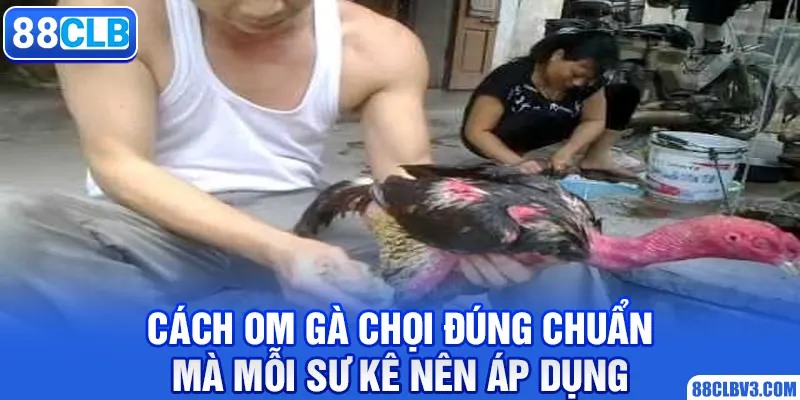 Cách Om Gà Chọi Đúng Chuẩn Mà Mỗi Sư Kê Nên Áp Dụng 88CLB cách om gà chọi