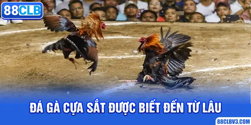Đá Gà Cựa Sắt 88CLB - Hình Thức Giải Trí Thu Hút Nhiều Thành Viên Đá gà cựa sắt được biết đến từ lâu