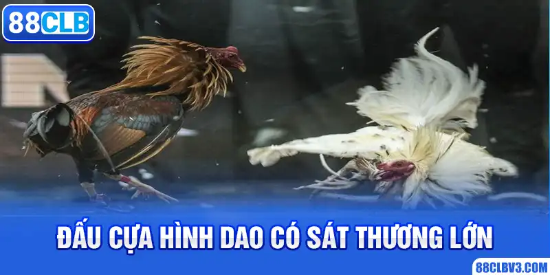 Đá Gà Cựa Sắt 88CLB - Hình Thức Giải Trí Thu Hút Nhiều Thành Viên Đấu cựa hình dao có sát thương lớn