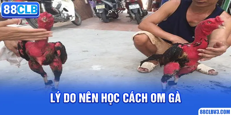 Cách Om Gà Chọi Đúng Chuẩn Mà Mỗi Sư Kê Nên Áp Dụng 88CLB Lý do nên học cách om gà