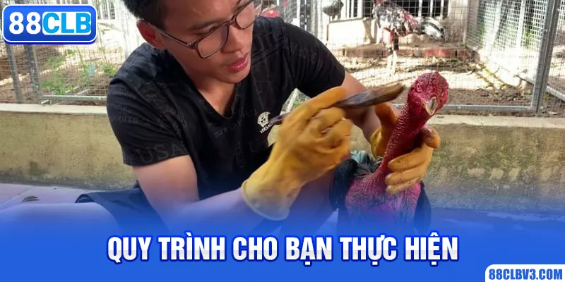 Cách Om Gà Chọi Đúng Chuẩn Mà Mỗi Sư Kê Nên Áp Dụng 88CLB Quy trình om gà chọi