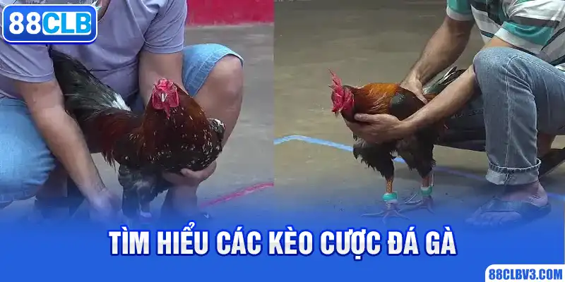 Đá Gà Cựa Dao - Đặt Cược Trực Tuyến, Nhận Thưởng Cực Khủng 88CLB Tìm hiểu các kèo cược đá gà