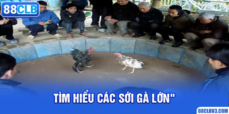 Đá Gà Cựa Dao - Đặt Cược Trực Tuyến, Nhận Thưởng Cực Khủng 88CLB Tìm hiểu các sới gà lớn