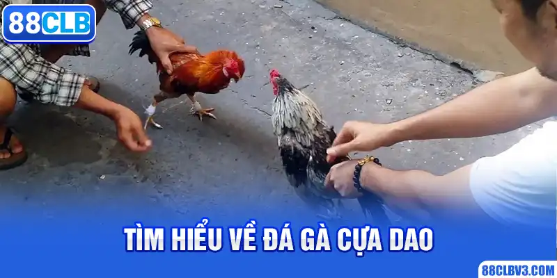 Đá Gà Cựa Dao - Đặt Cược Trực Tuyến, Nhận Thưởng Cực Khủng 88CLB Tìm hiểu về đá gà cựa dao