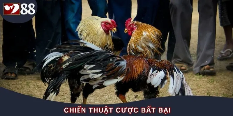 Chọn cựa tròn đúng cách để nâng cao cơ hội chiến thắng