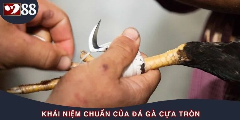 Định nghĩa đúng loại hình đá gà cựa tròn