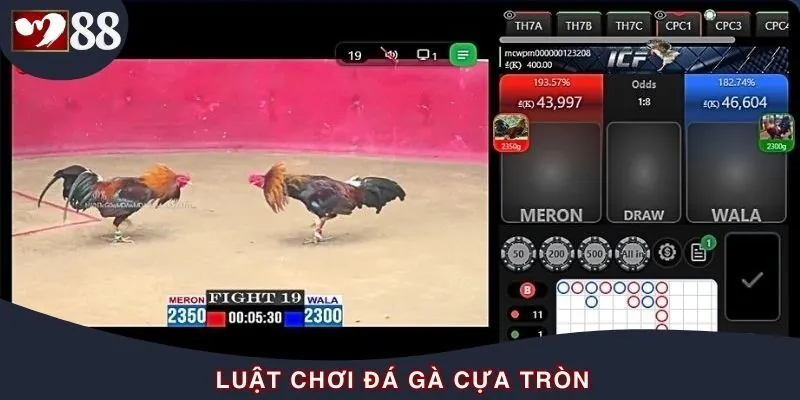 Quy tắc tân binh cần biết khi chơi đá gà cựa tròn