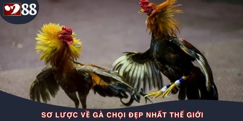 Vẻ đẹp của chiến kê cũng quan trọng với dân đá độ