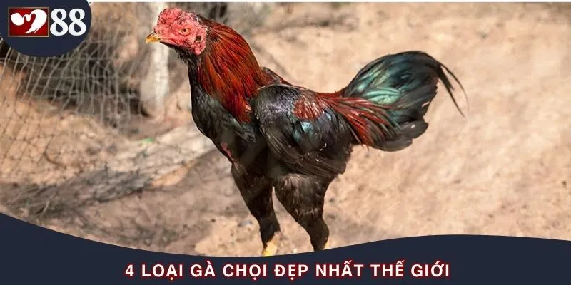 Tiết lộ top giống gà chọi đẹp nhất thế giới