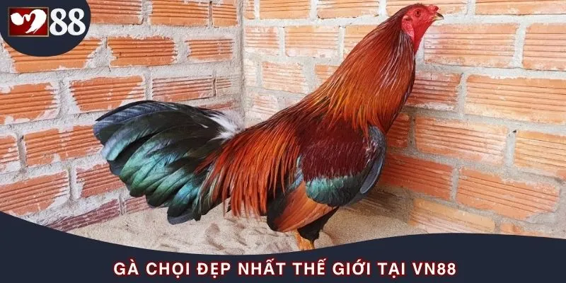 Website sở hữu nhiều gà chọi đẹp nhất thế giới nhất